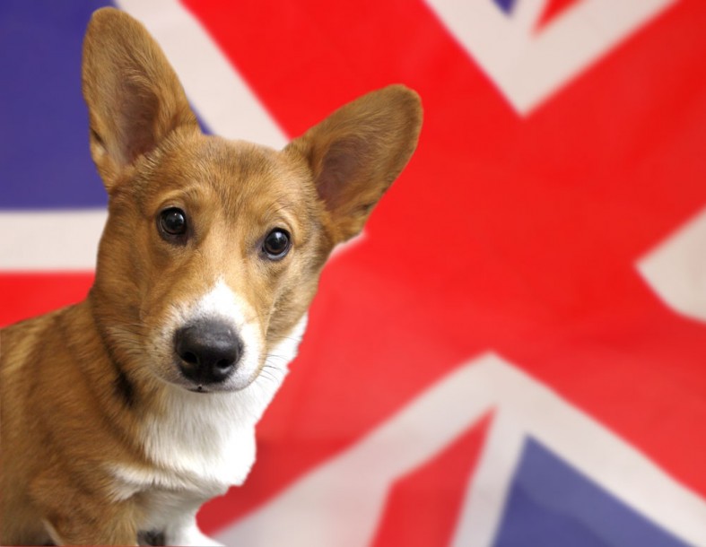 Bring your dog to the dog show!